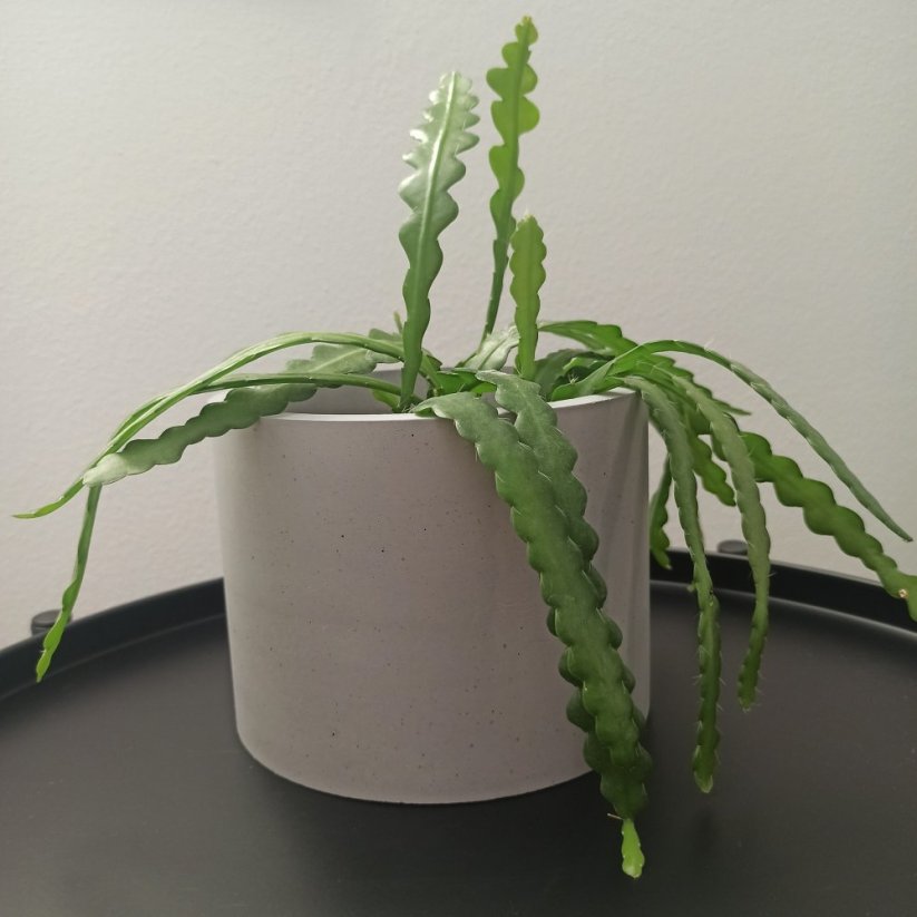 Betonový květináč hladký BETON home