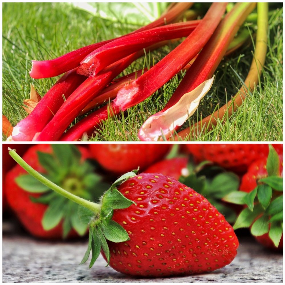 OVOCNÝ RÁJ / Rebarbora a jahoda