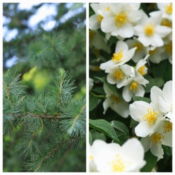 LESNÍ ROMANCE / Himalájský cedr a jasmín - Skladem